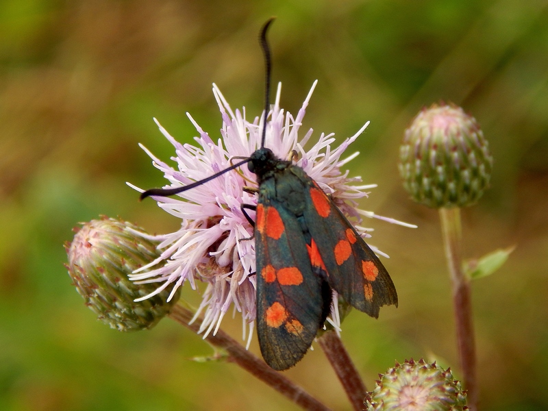 Zygaena filipendula